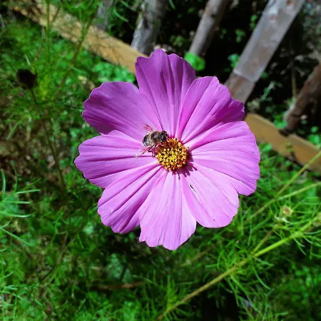 Haus Viktoria Apartament